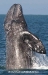 Gray Whale Breaching