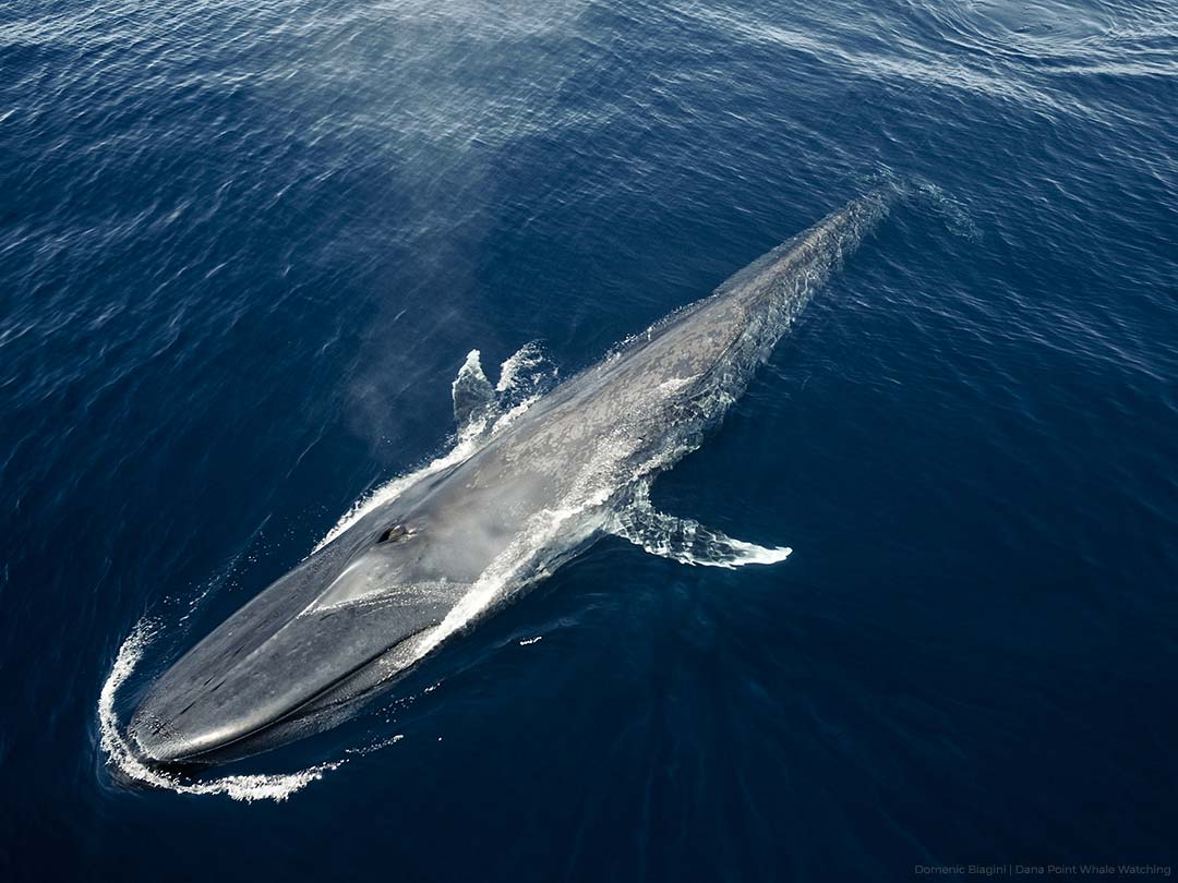 Drone view of blue whale off the coast of Dana Point