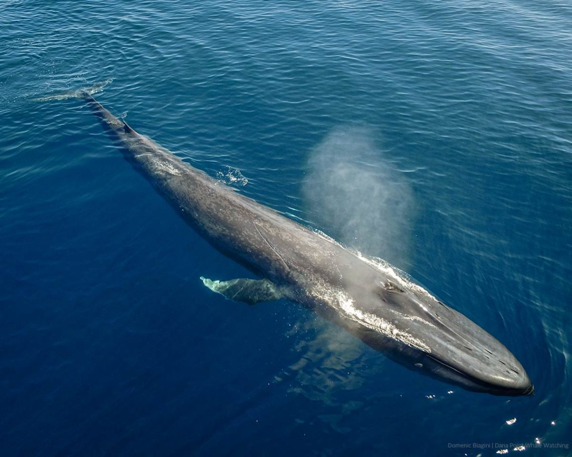 Blue whale overhead from a drone