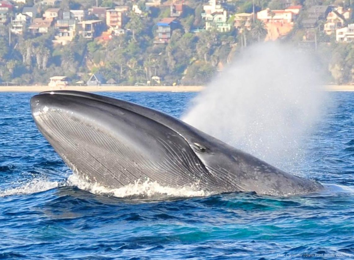 Blue whale spy hopping