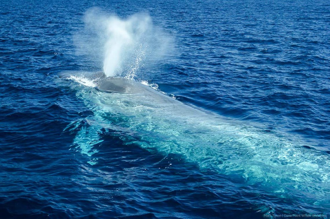 Blue whales glow bright blue in the right light