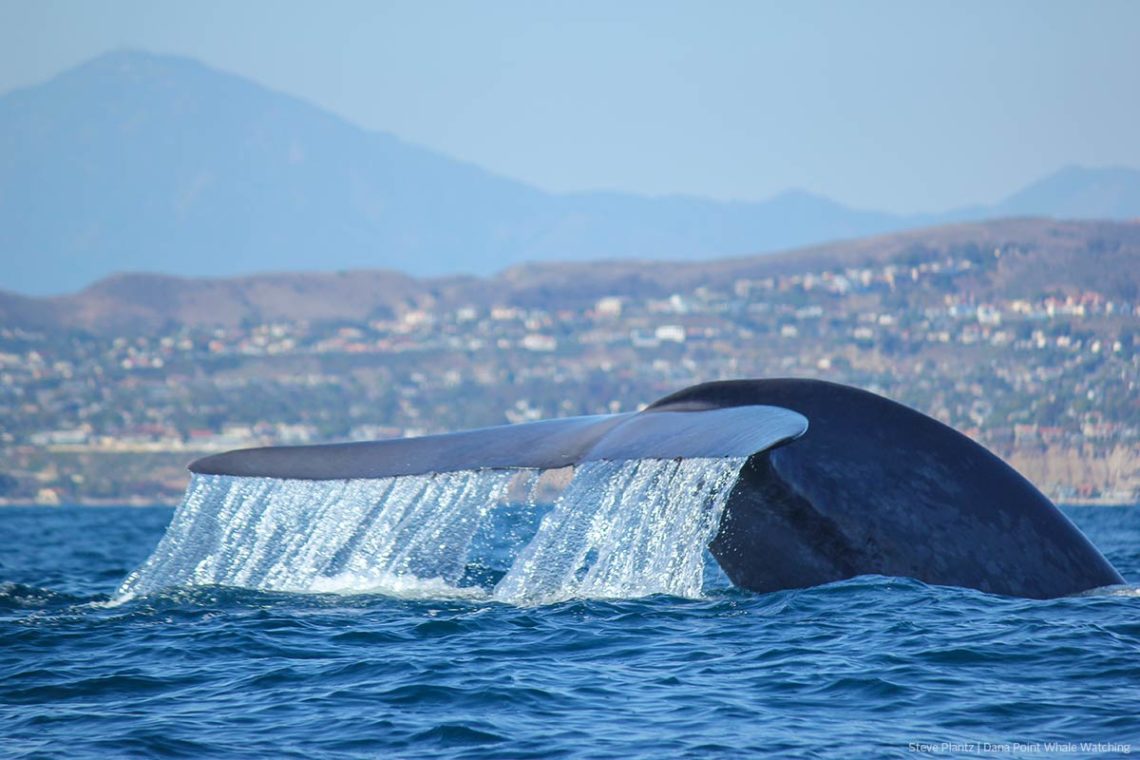 Blue whale tail flukes