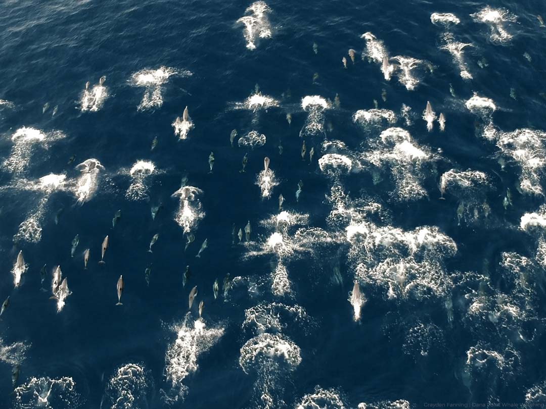 Drone view of dolphin mega-pod off Dana Point