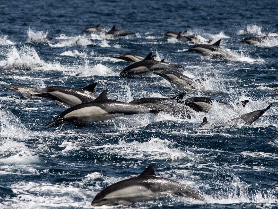 Dolphin stampede during Dana Point whale watching trip