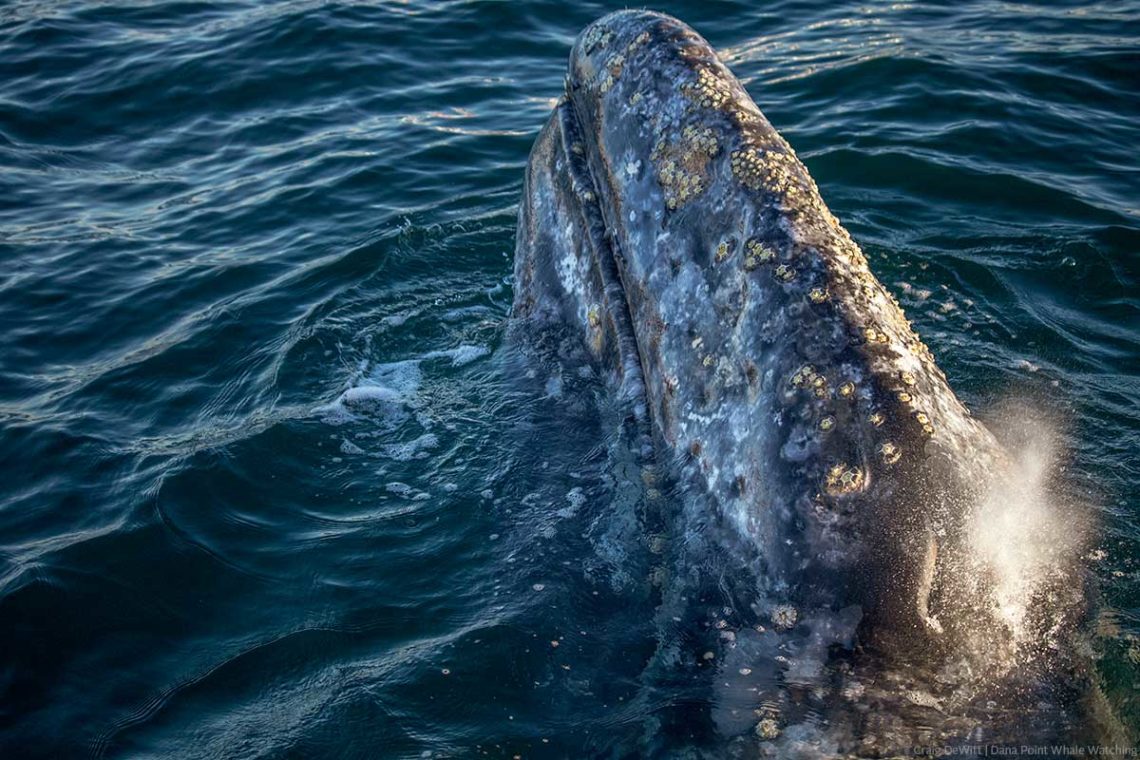 Gray whale lifts head out of the water next to boat