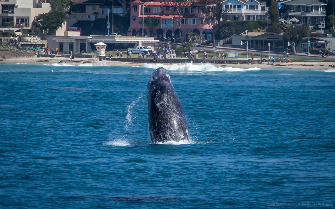 Gray whale breaching near the beach