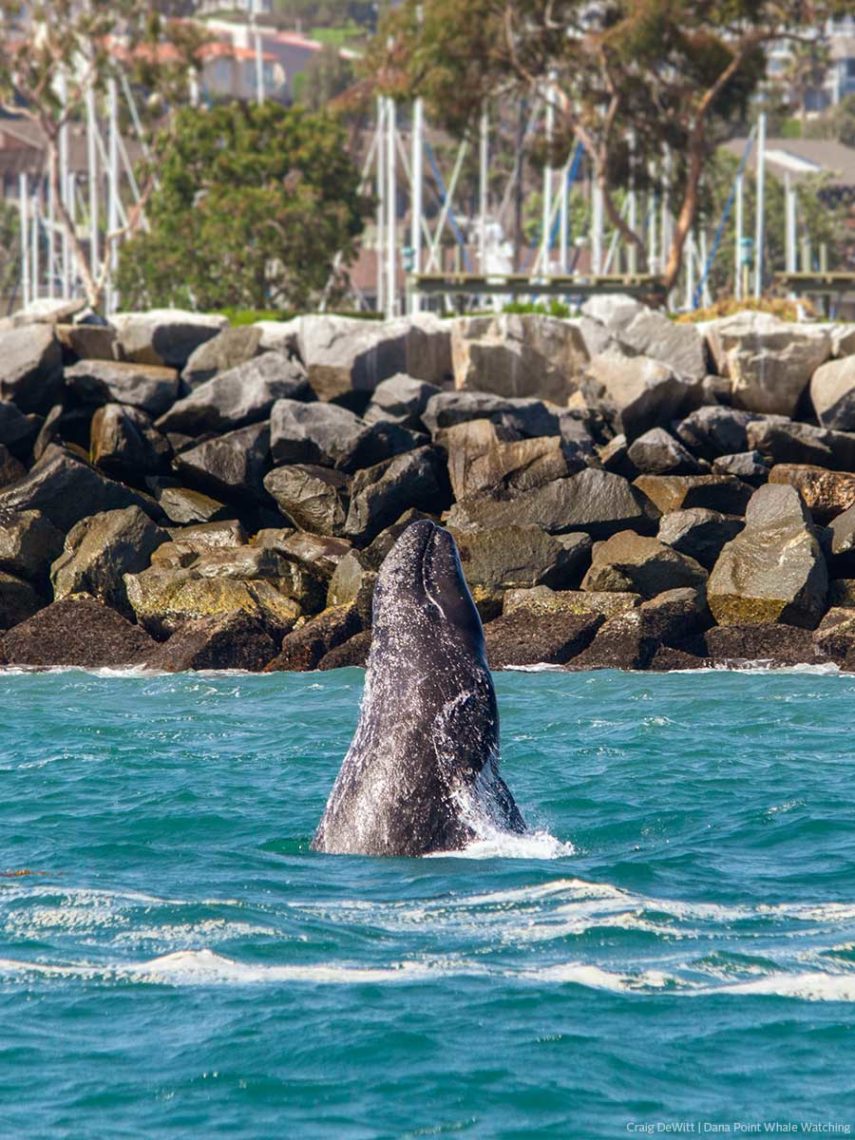 Gray whale calf breaching in front of Dana Point Harbor jetty