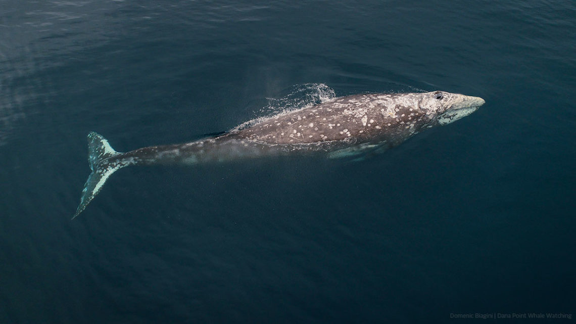 Drone view of gray whale