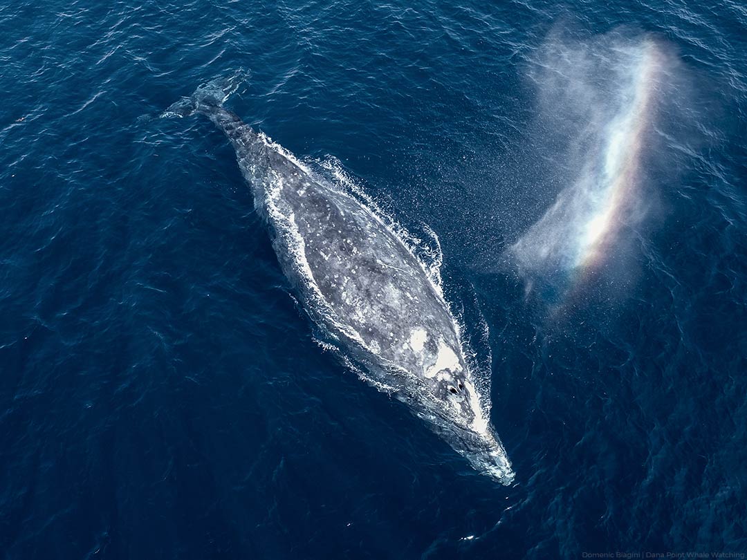 Drone flies over gray whale during Dana Point whale watch