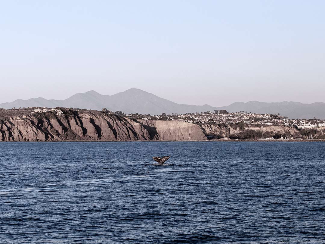 Gray Whale tail in front of Dana Point Harbor