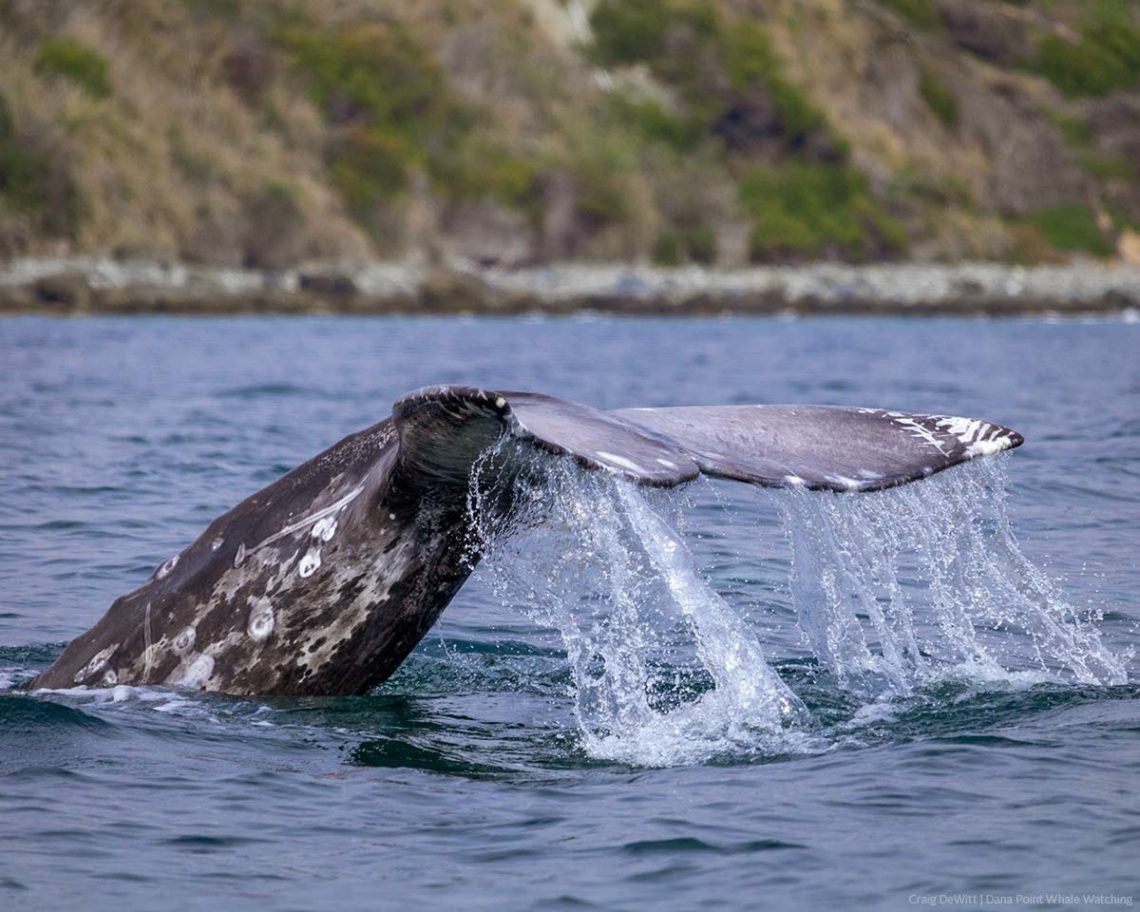 Gray whale tail flukes