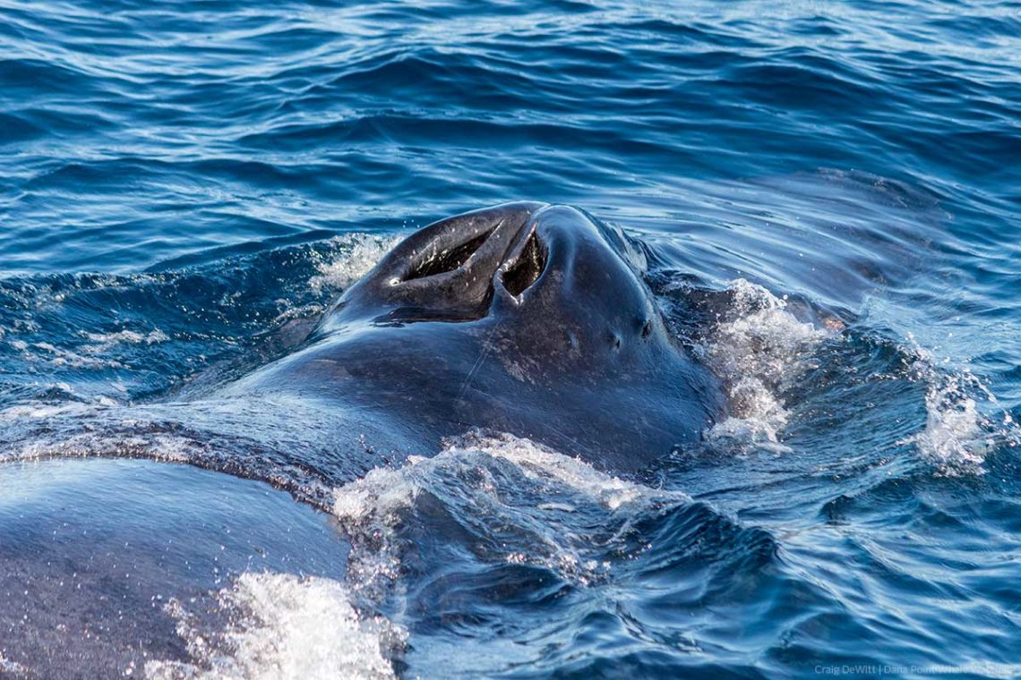 Humpback whale blow holes up close