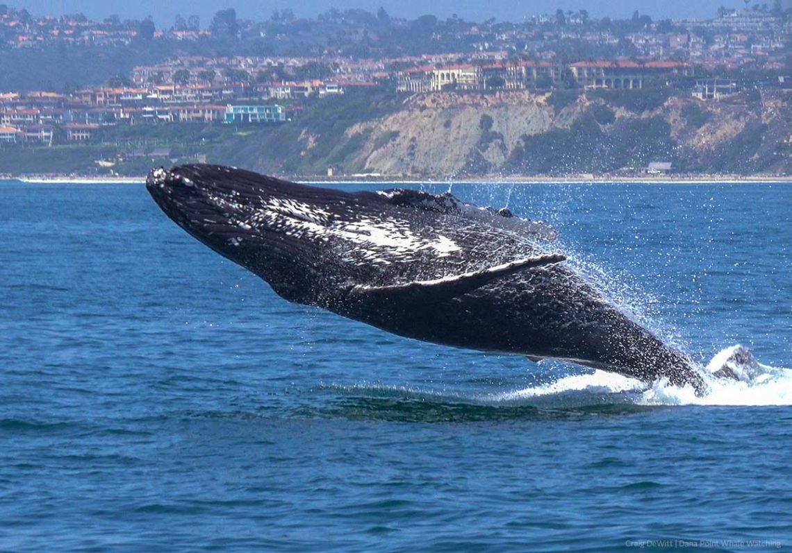 Humpback whale breaches in front of the Ritz-Carlton near Dana Point