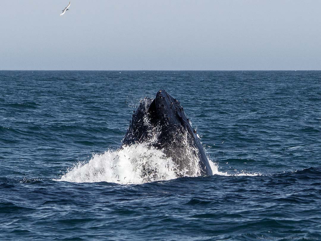 Humpback whale surface lunge feeding on small fish near Dana Point