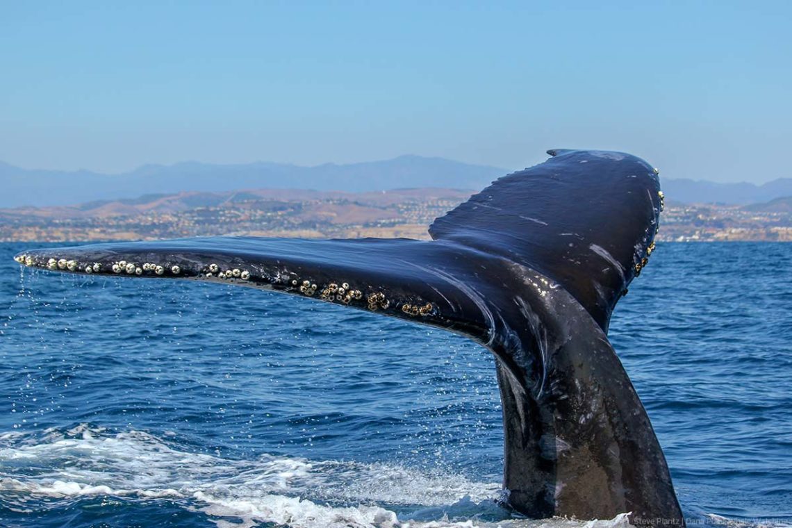 Larger than life humpback whale tail flukes
