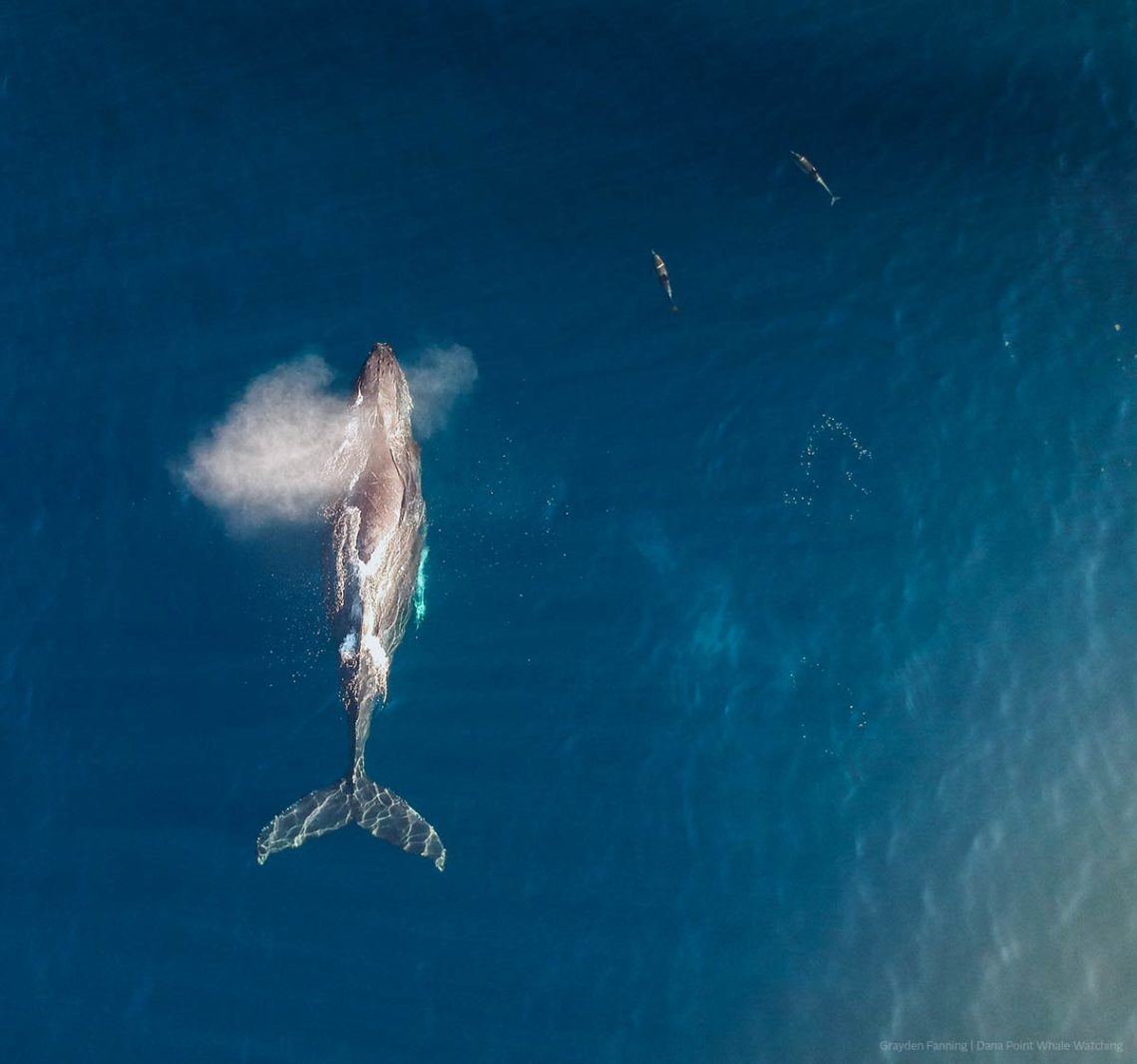 Drone view of humpback whale with dolphins