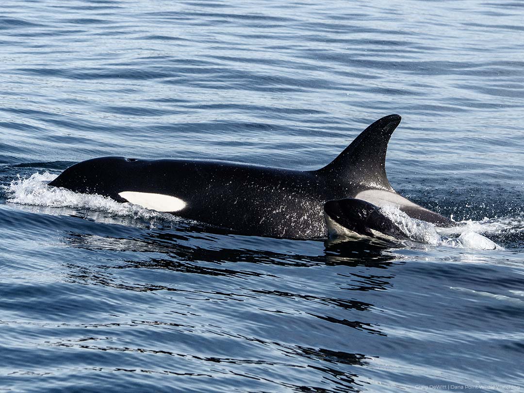 Mother and calf orcas during Dana Point whale watching tour