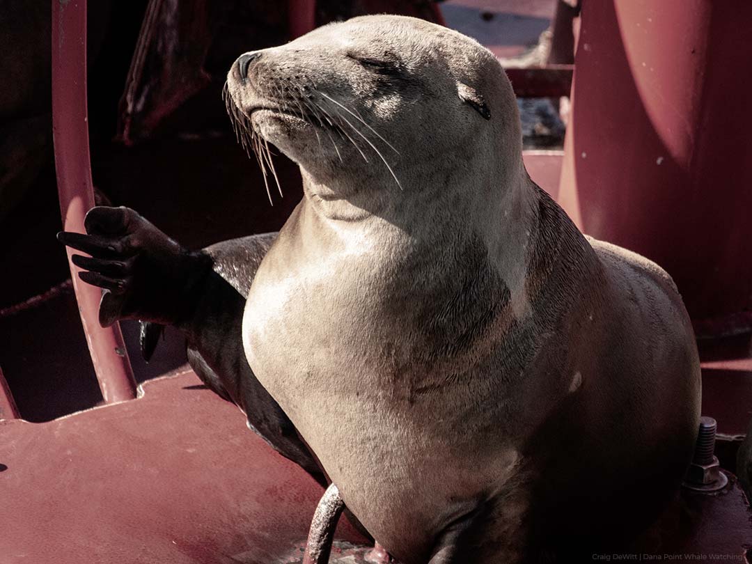 Sea lion napping on red buoy near Dana Point