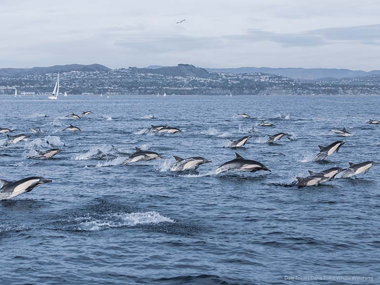 Hundreds of dolphins stampede off the coast of Dana Point, California