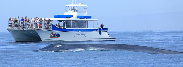 Drone view of Dana Wharf's whale watching boats