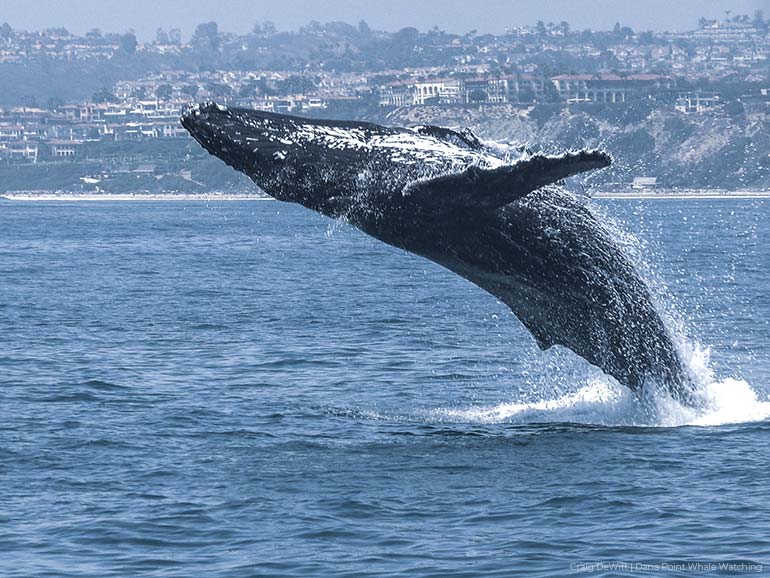 Humpback whale jumping out of the water near Dana Point, California