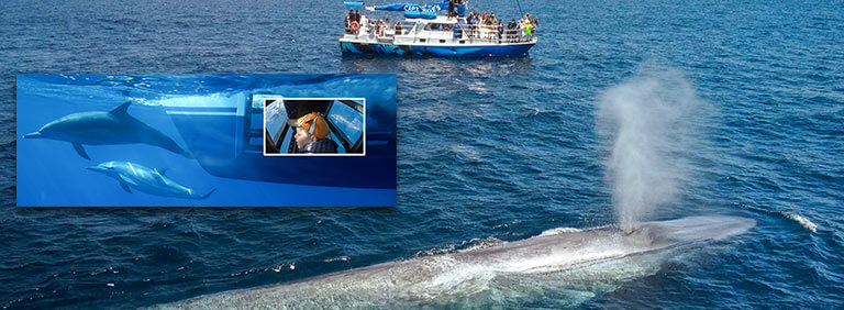 Dana Wharf Whale Watching Summer Highlights 2022! 